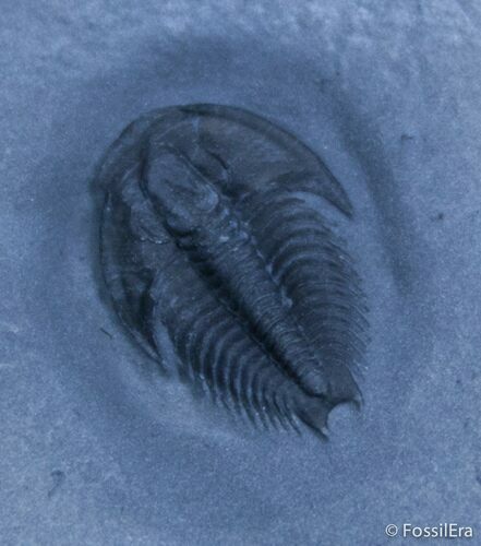 Scarce Dicanthopyge Trilobite - Forked Tail #2416